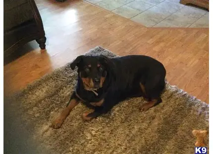 Rottweiler
