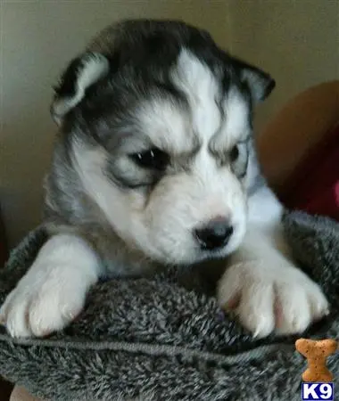 Wolf Dog puppy for sale