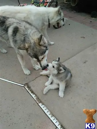 Wolf Dog puppy for sale