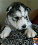 wolf dog puppy posted by regordon