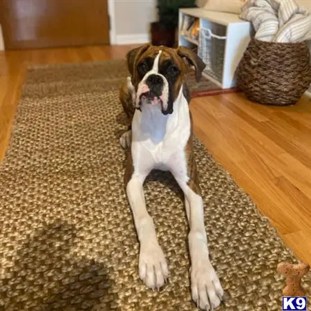 Boxer stud dog