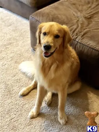 Golden Retriever stud dog