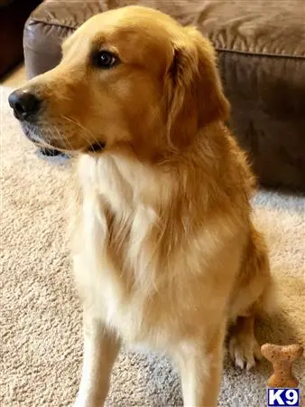 Golden Retriever stud dog