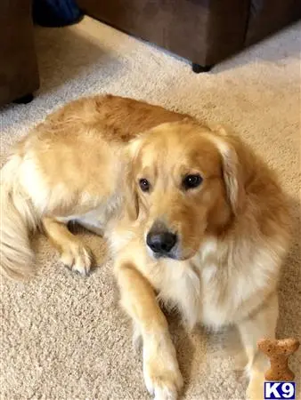 Golden Retriever stud dog