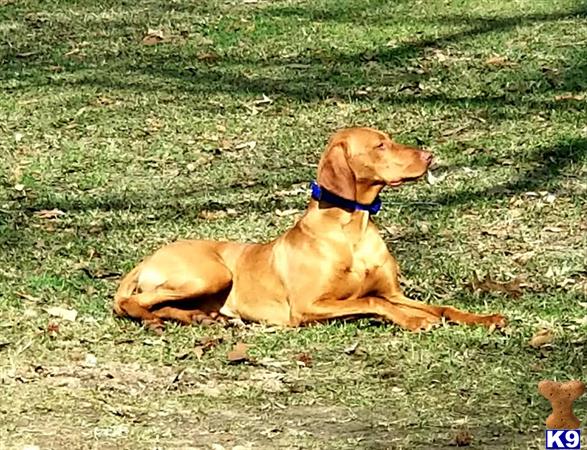 a vizsla dog lying on the ground