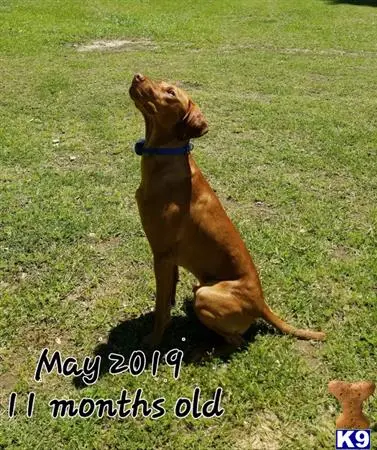 Vizsla stud dog