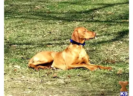 Vizsla