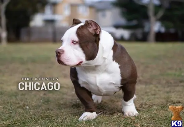 American Bully stud dog: a american bully dog standing on grass