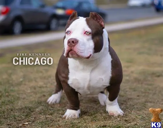 American Bully stud dog: a american bully dog sitting on grass