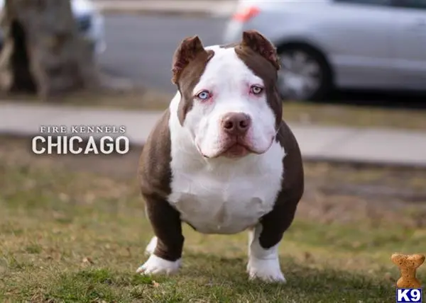 American Bully stud dog: a american bully dog standing on grass