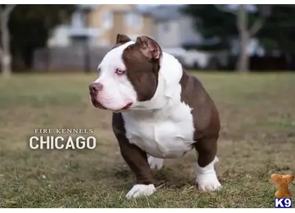 American Bully stud dog: a american bully dog standing on grass