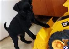 pug puppy posted by rene123