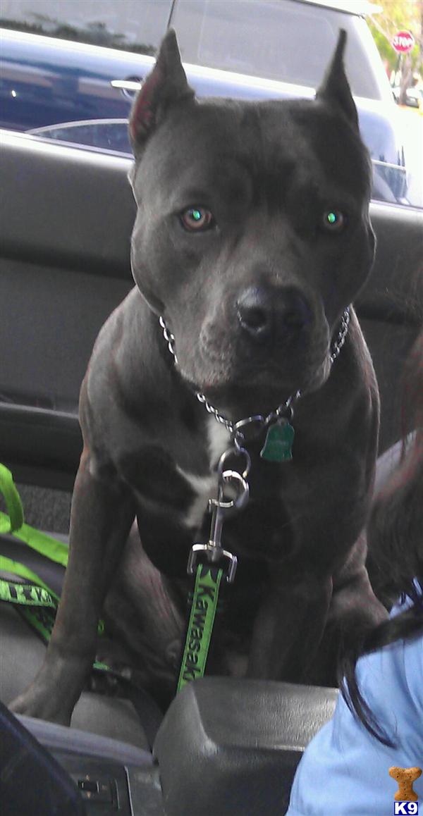 American Pit Bull stud dog