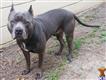 American Pit Bull stud dog: Gray American Pit Bull standing in a dirt area with grass