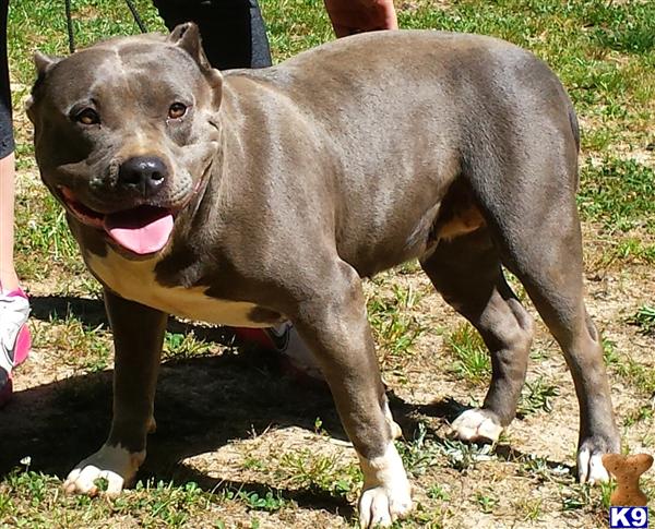 American Pit Bull dog