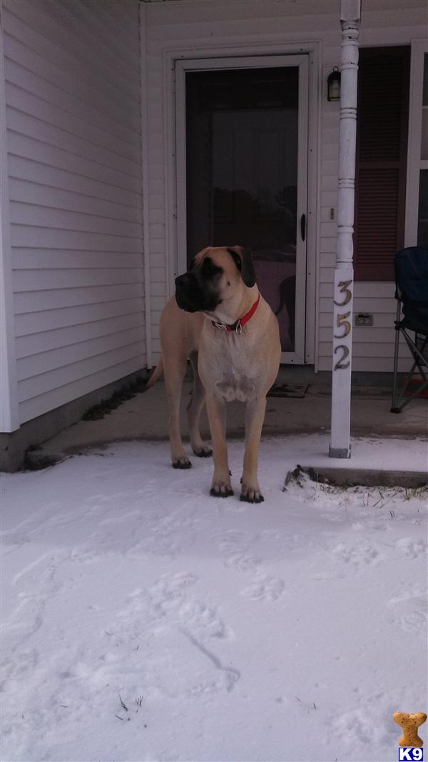 Mastiff stud dog