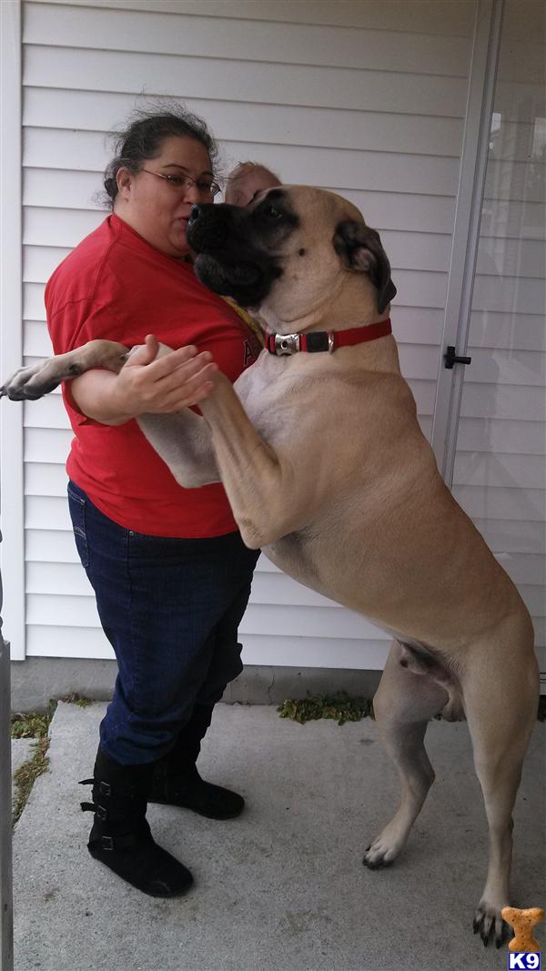 Mastiff stud dog