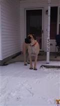 Mastiff stud dog: Fawn Mastiff standing on snow-covered porch, looking to the side