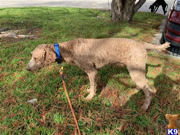 Poodle stud dog