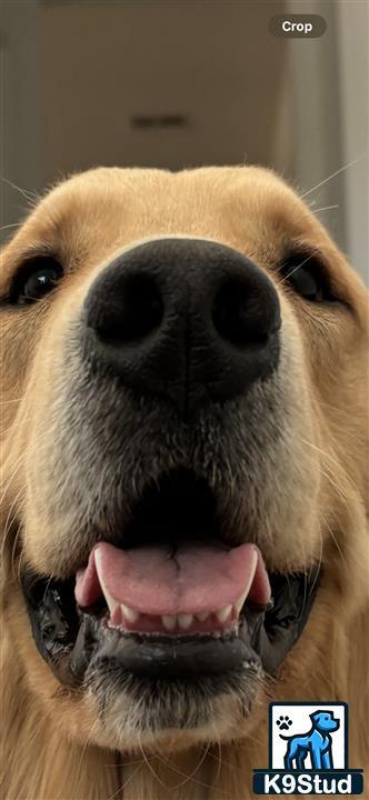a golden retriever dog with its tongue out