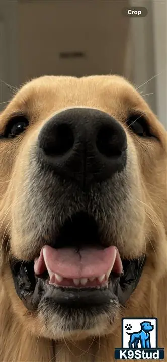 Golden Retriever stud dog: a golden retriever dog with its tongue out