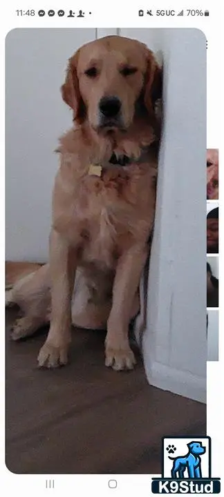Golden Retriever stud dog: a golden retriever dog sitting on the floor