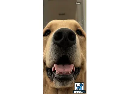 Golden Retriever stud dog: a golden retriever dog with its tongue out