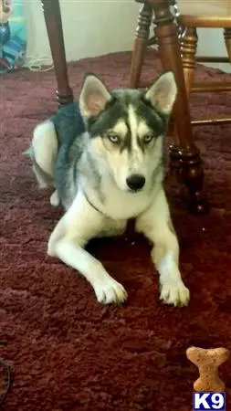 Siberian Husky