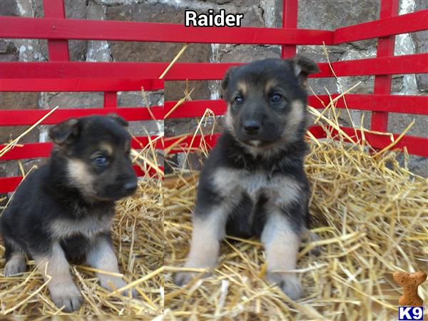German Shepherd puppy for sale