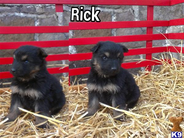 German Shepherd puppy for sale
