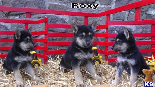 German Shepherd puppy for sale