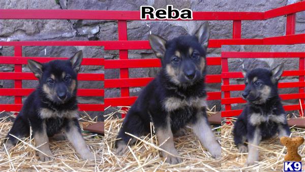 German Shepherd puppy for sale