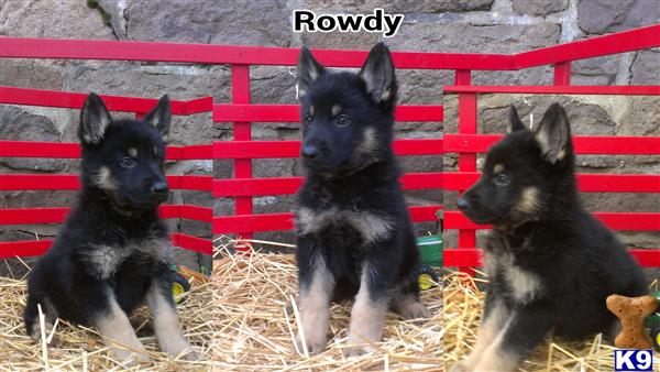 German Shepherd puppy for sale