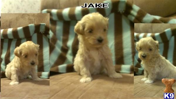 Maltipoo puppy for sale