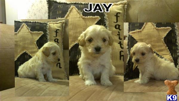 Maltipoo puppy for sale