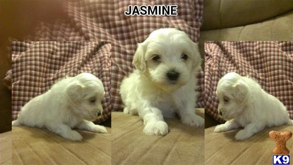Maltipoo puppy for sale