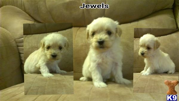 Maltipoo puppy for sale