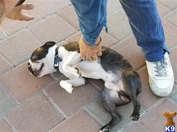 Border Terrier stud dog