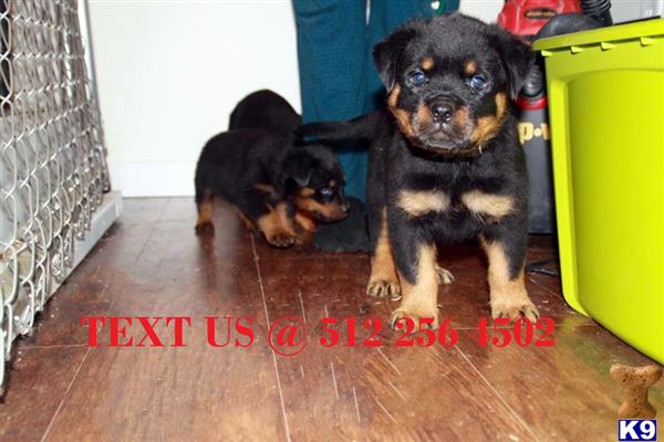 rottweilers for sale in ma rottweiler puppy for sale baby rottweiler puppy for sale 9 months rottweilers for sale in ma rottweiler puppy for sale baby rottweiler puppy for sale 9 months