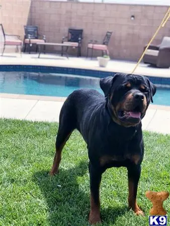 Rottweiler stud dog