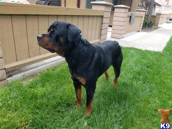 Rottweiler stud dog