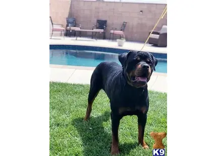 Rottweiler