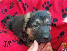 german shepherd puppy posted by rfisher1969