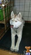 Koda available Siberian Husky puppy located in RIVERSIDE