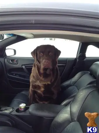 Labrador Retriever stud dog