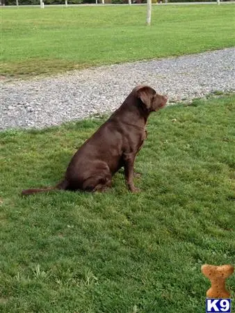 Labrador Retriever stud dog