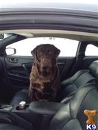 Big Boy Triton available Labrador Retriever puppy located in Bruceton Mills
