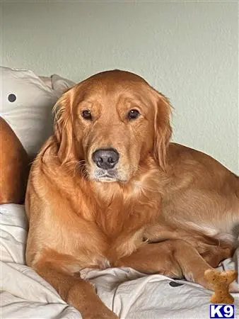 Golden Retriever stud dog