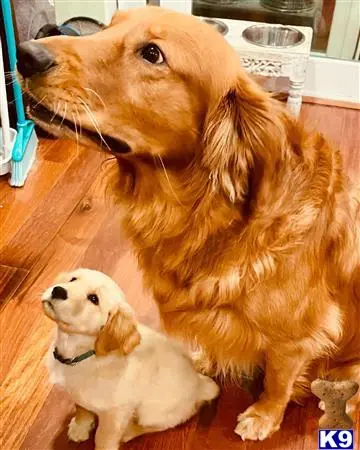 Golden Retriever stud dog