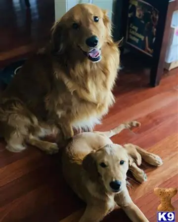 Golden Retriever stud dog